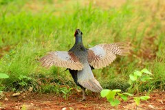 身近にいる野鳥DIV！