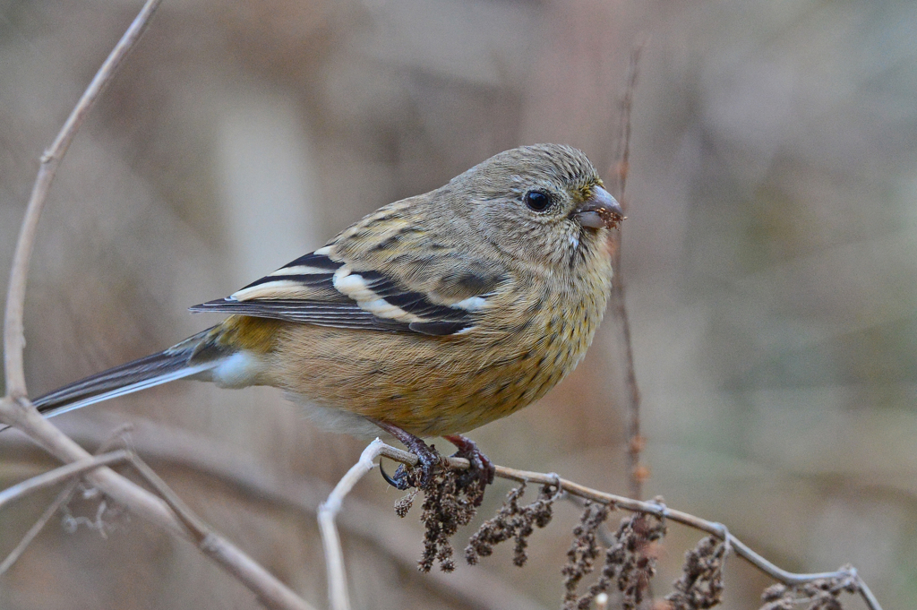 里山の野鳥XXIV！