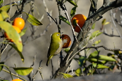 身近にいる野鳥XI！