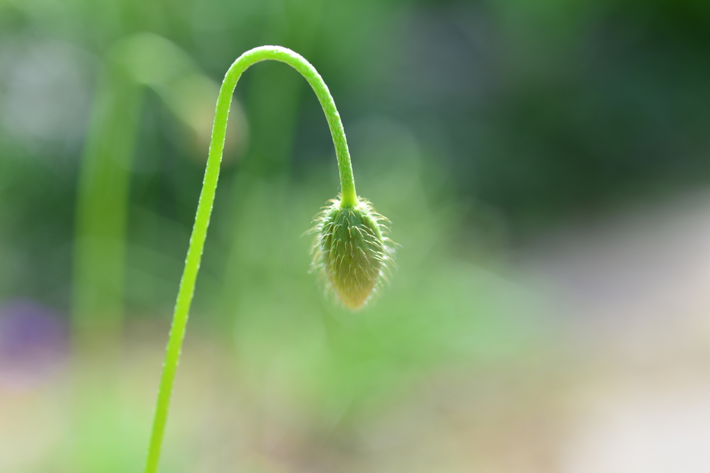 季節の花DCCXXII！