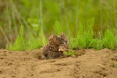 身近にいる野鳥CDXLV！
