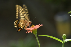 花と蝶II-CXXVIII！