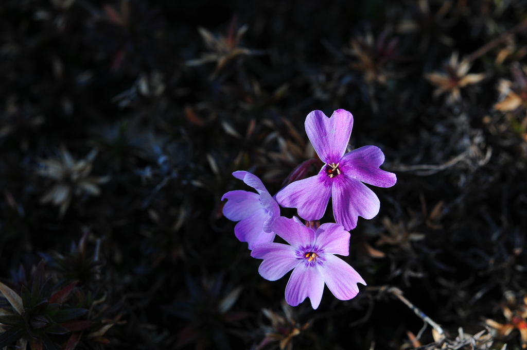 季節の花CCLIX！