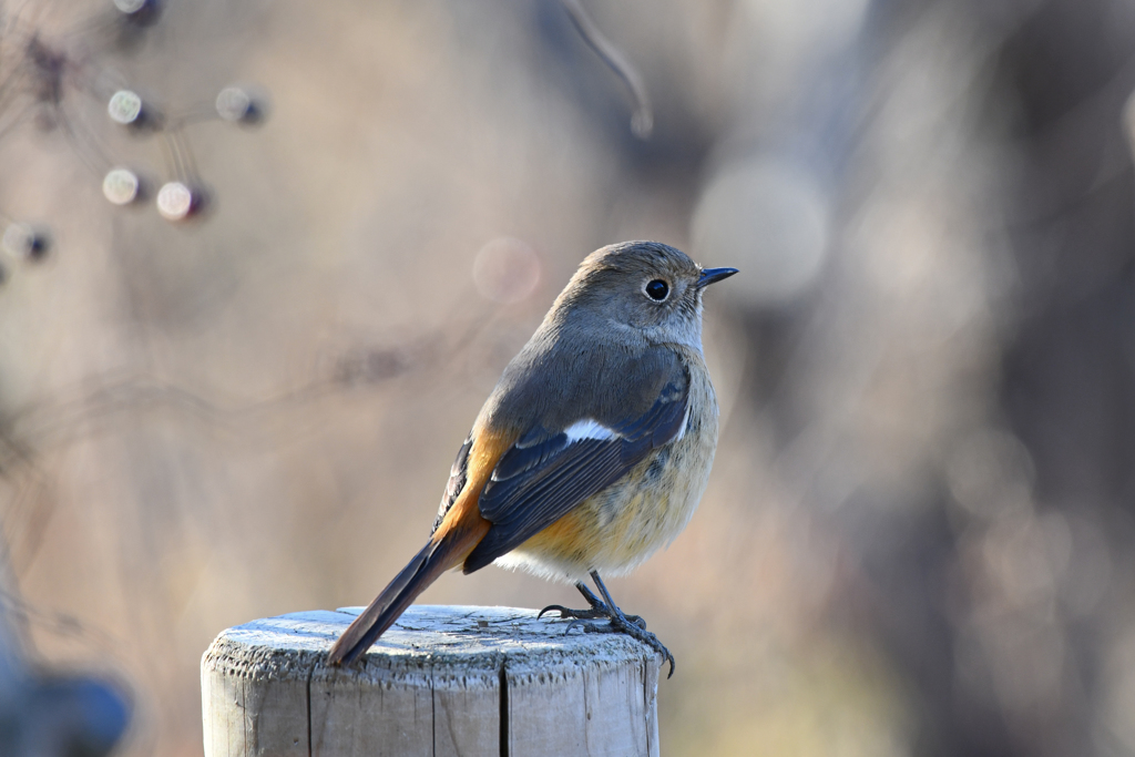 里山の野鳥LXXXV！