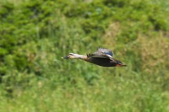 身近にいる野鳥CDX！