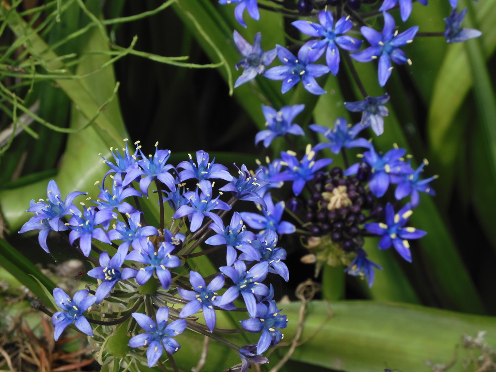 季節の花CMLIV！