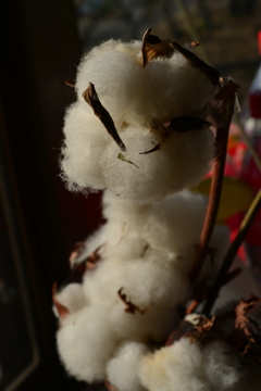 季節の花MDLXVI！