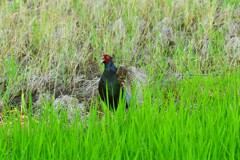身近にいる野鳥CDLXXXIV！