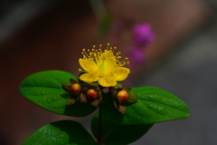季節の花LXVI！