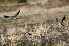 身近にいる野鳥CLXV！