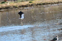 身近にいる野鳥XX！