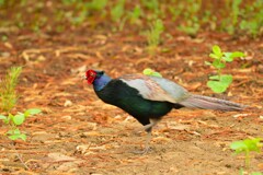 身近にいる野鳥CDLXXV！