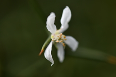 季節の花DVIII！
