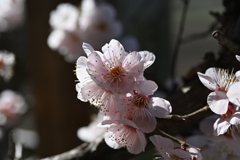 季節の花CCXCI！