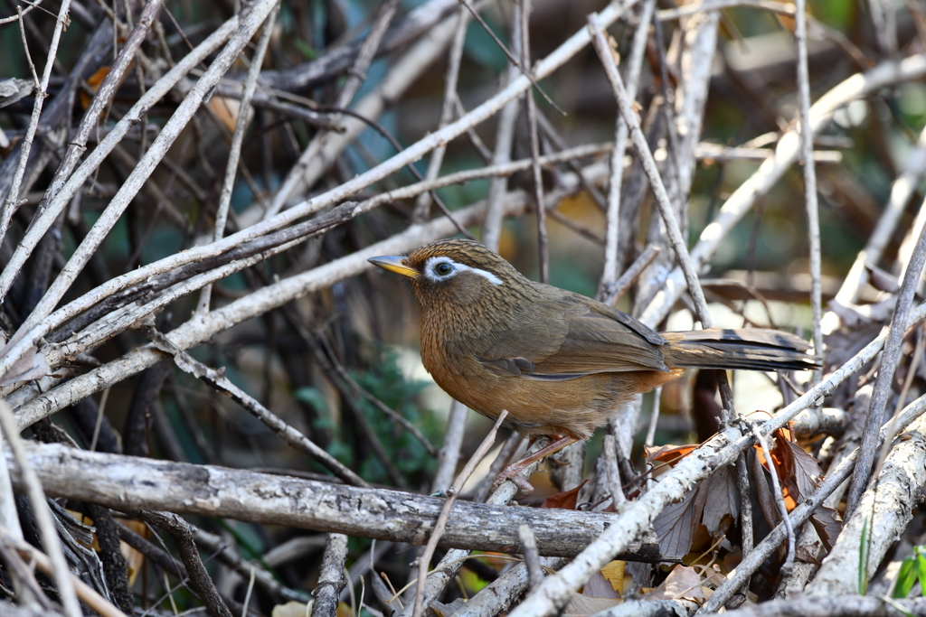 里山の野鳥LXXVI！