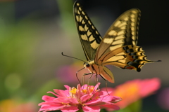 花と蝶MMMCDXCVII! 花と蝶MMMCDXCVII!