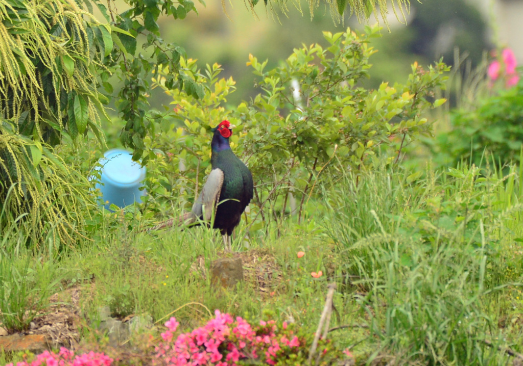 身近にいる野鳥CCCLXXVIII！