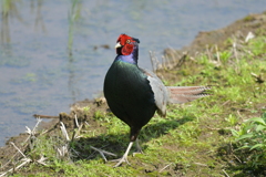 身近にいる野鳥CDVIII！