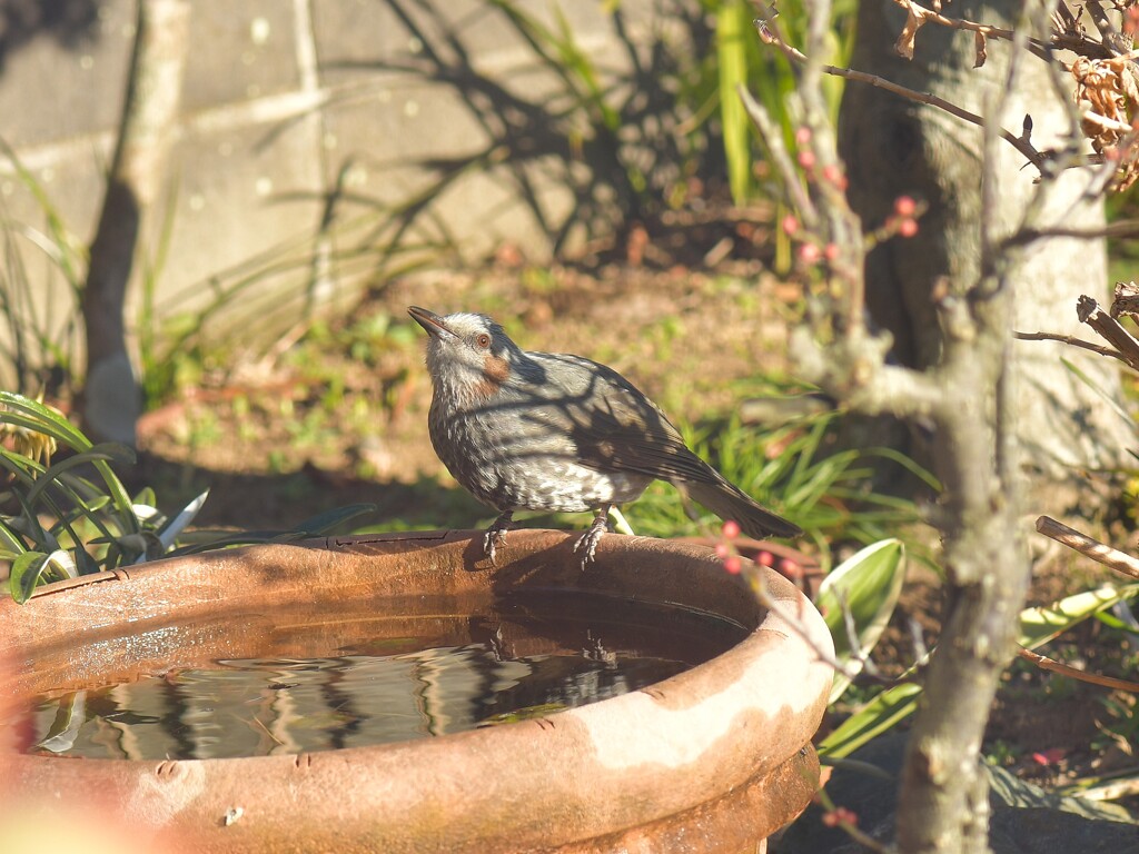 身近にいる野鳥DXV！