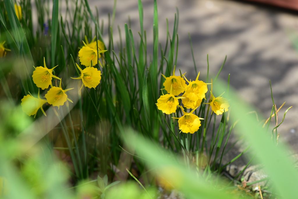 季節の花CCCLX！