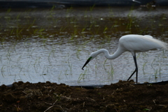 身近にいる野鳥CCCXIII！