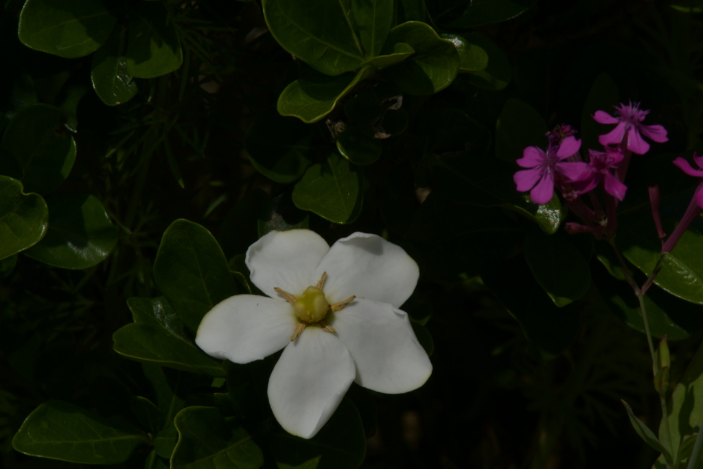 季節の花CMXCI！