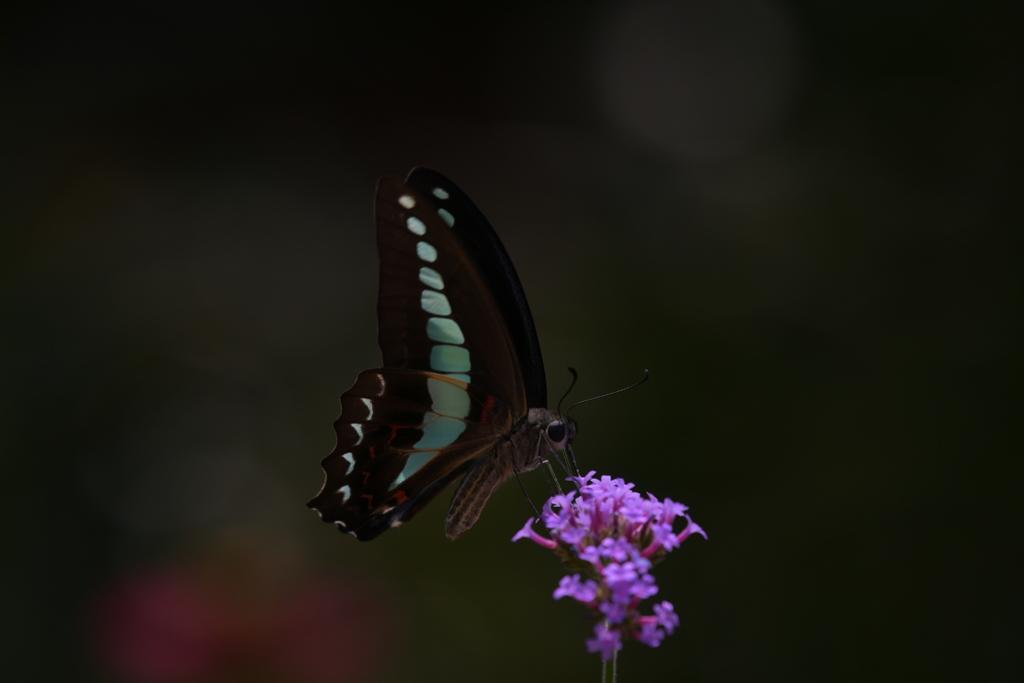 花と蝶MMCCXXXVII！