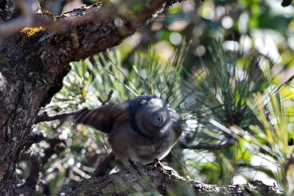 身近にいる野鳥LXXI！