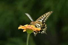 花と蝶II-LXIII！