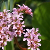 季節の花MCCXXVIII！