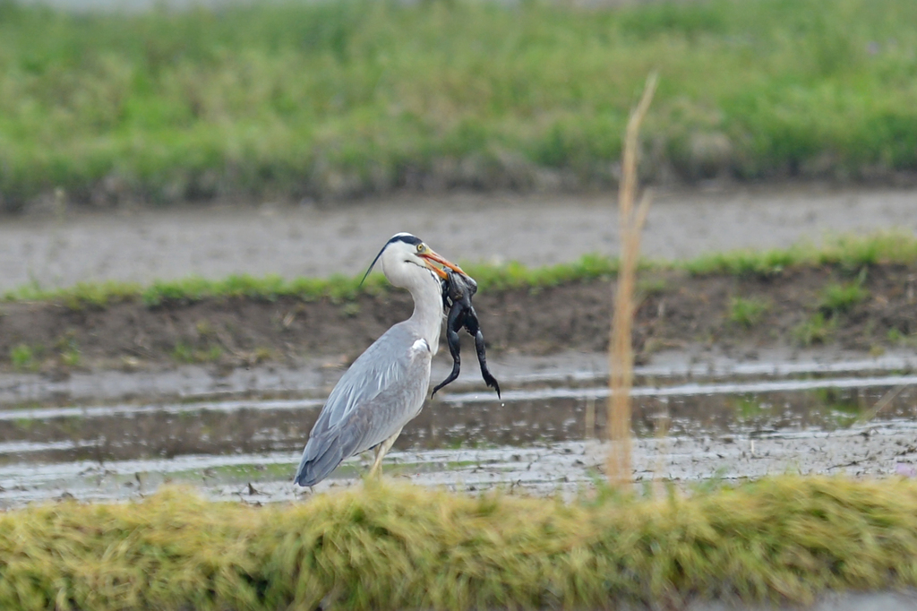 里山の野鳥XXII！
