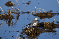 身近にいる野鳥LXII！