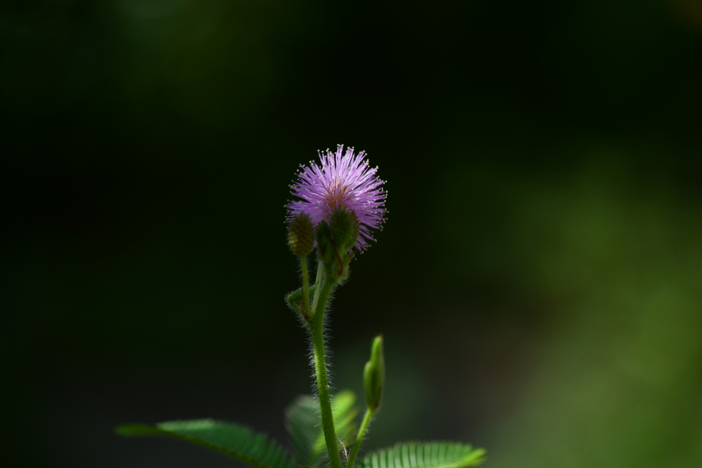 季節の花DVII！