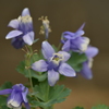 季節の花MCCLXV！
