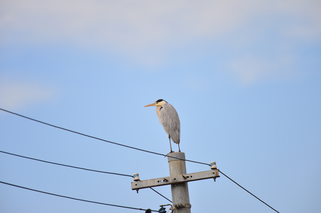 身近にいる野鳥CCXXXIX！