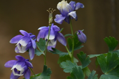 季節の花DCCXVII！