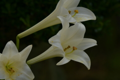 季節の花MCDLXXXVII！