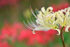 季節の花XXXIII！