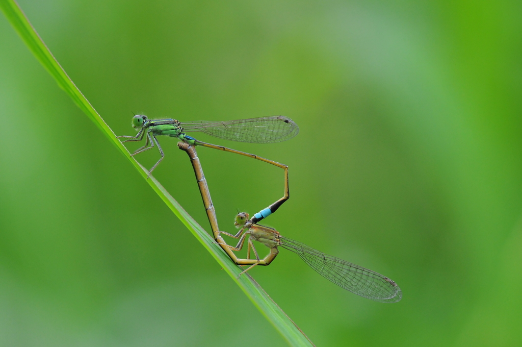 里山のトンボXXI！