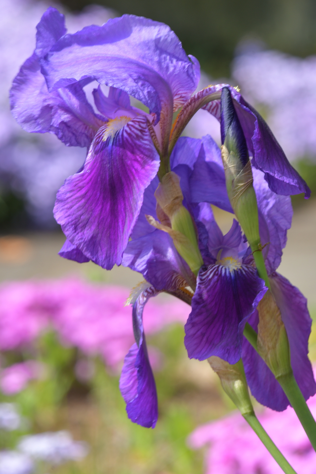 季節の花MCDXLV！