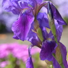 季節の花MCDXLV！