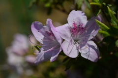 季節の花DCCXI！