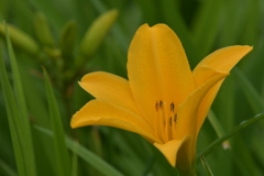季節の花CMXCIII！