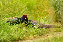 身近にいる野鳥CDXII！