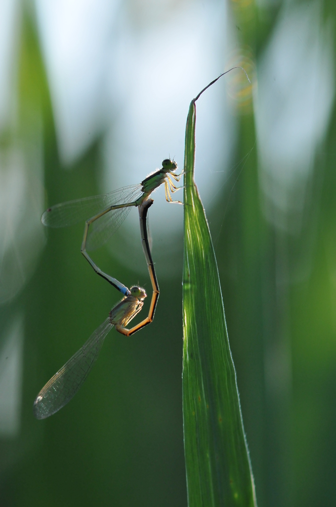 里山のトンボXX！