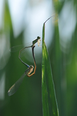 里山のトンボXX！