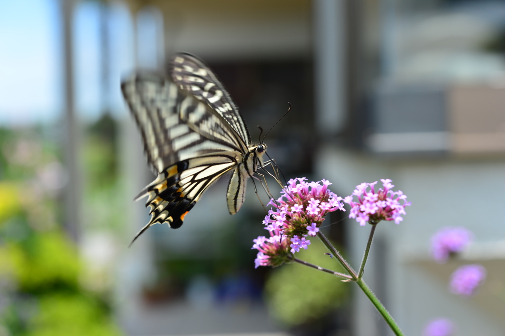 花と蝶MCCLXXIV！