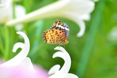 花と蝶CCI！