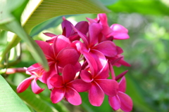 温室の花宴VI！