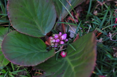 季節の花DC！